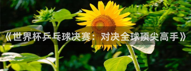 世界杯亚洲区预选赛:《世界杯乒乓球决赛:对决全球顶尖高手》